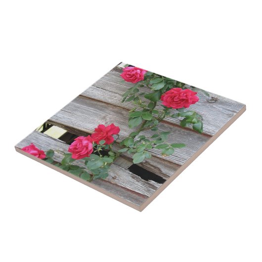 Struik van klimmende Rozen Tegeltje (Zijkant)