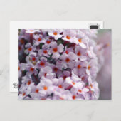 Struik van vlinder briefkaart (Voorkant / Achterkant)