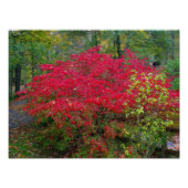 Struik verbranden foto afdruk (Voorkant)