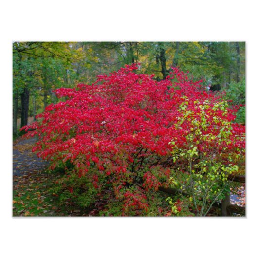 Struik verbranden foto afdruk (Voorkant)