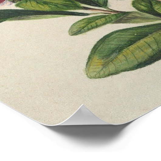  struikbloei poster (Hoek)