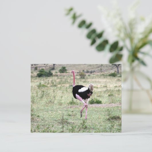 struisgras briefkaart (Staand voorkant)