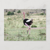 struisgras briefkaart (Voorkant)