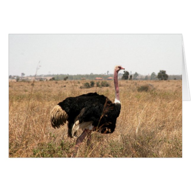 struisvogel (Voorkant Horizontaal)