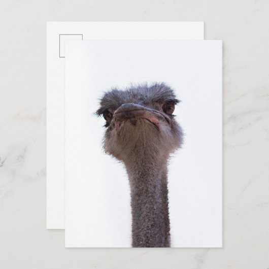 struisvogel aankondigingskaart (Voorkant / Achterkant)