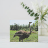 Struisvogel Briefkaart (Staand voorkant)