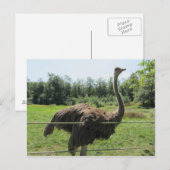 Struisvogel Briefkaart (Voorkant / Achterkant)