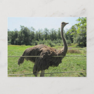 Struisvogel Briefkaart
