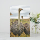 struisvogel briefpapier (Staand voorkant)
