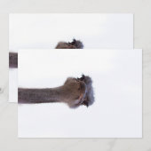 struisvogel feestdagenkaart (Voorkant / Achterkant)