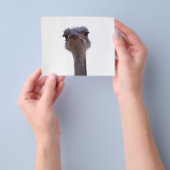 struisvogel flyer (Hand)