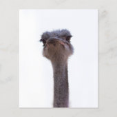 struisvogel flyer (Achterkant)