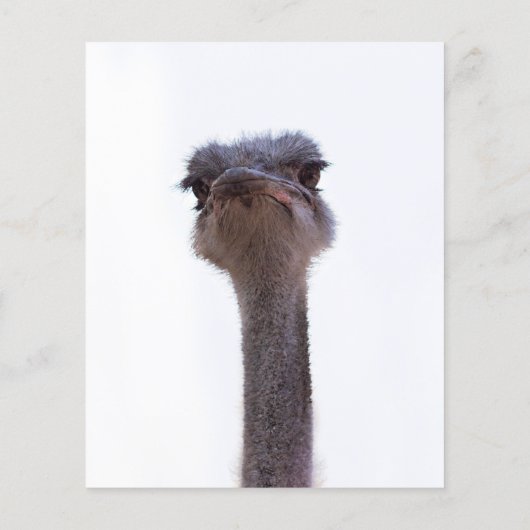 struisvogel flyer (Achterkant)