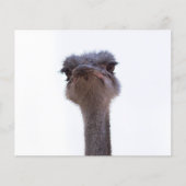 struisvogel flyer (Voorkant)