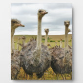 struisvogel fotoplaat (Voorkant)