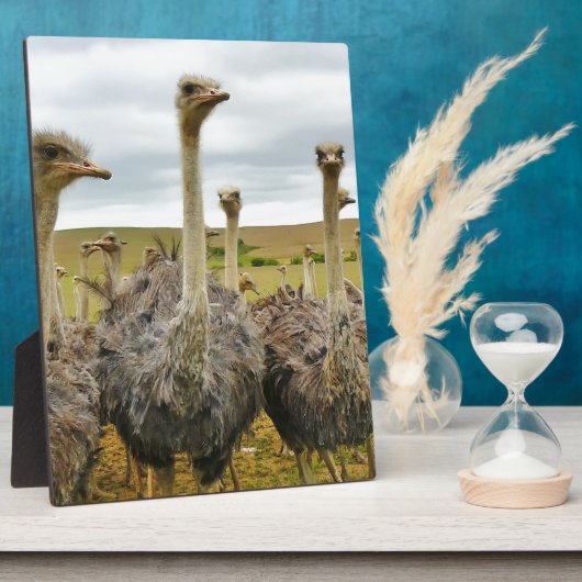struisvogel fotoplaat (Zijkant)