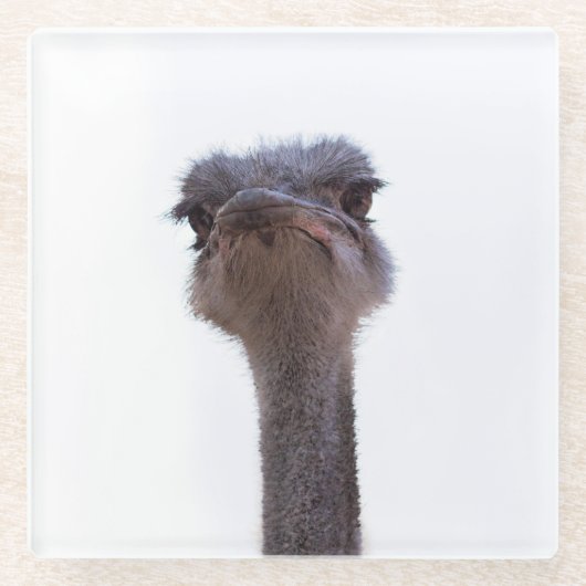 struisvogel glazen onderzetter (Voorkant)