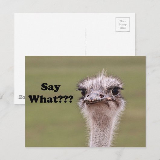 Struisvogel hoofd zeggen wat grappige grap foto briefkaart (Voorkant / Achterkant)