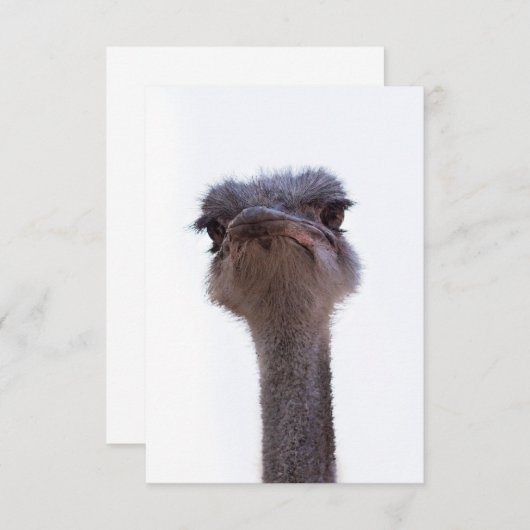 struisvogel informatiekaartje (Voorkant / Achterkant)