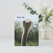 Struisvogel Kop Schot Briefkaart (Staand voorkant)