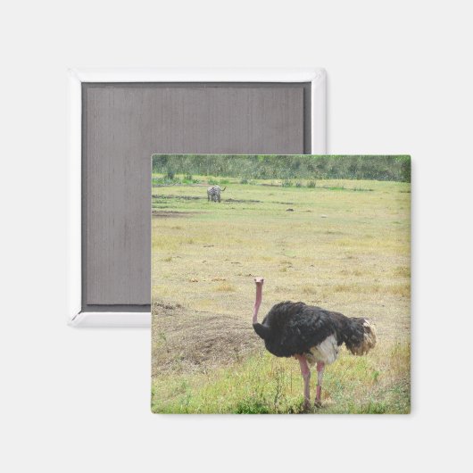 struisvogel magneet (Voorkant / Achterkant)