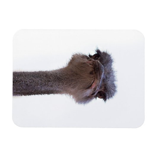 struisvogel magneet (Horizontaal)