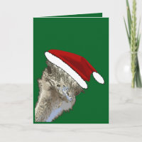 Struisvogel met kerstmuts Kerst Dierentuin Dier