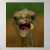 Struisvogel omhelst poster (Voorkant)