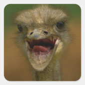 Struisvogel omhelst vierkante sticker (Voorkant)