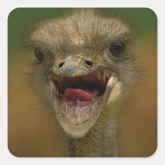 Struisvogel omhelst vierkante sticker (Voorkant)