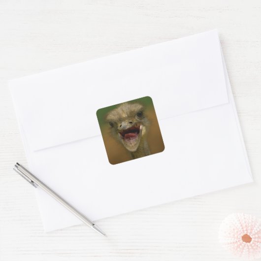 Struisvogel omhelst vierkante sticker (Envelop)