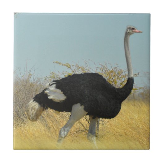 Struisvogel op een ren tegeltje (Voorkant)