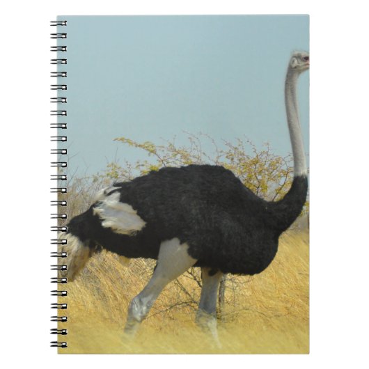 Struisvogel op stap notitieboek (Voorkant)