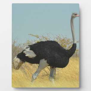 Struisvogel op stap voor een rondje hardlopen fotoplaat