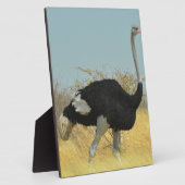 Struisvogel op stap voor een rondje hardlopen fotoplaat (Zijkant)