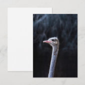 struisvogel portret (Voorkant / Achterkant)