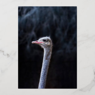 struisvogel portret folie uitnodiging