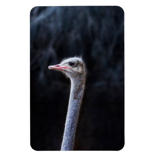 struisvogel portret magneet (Verticaal)