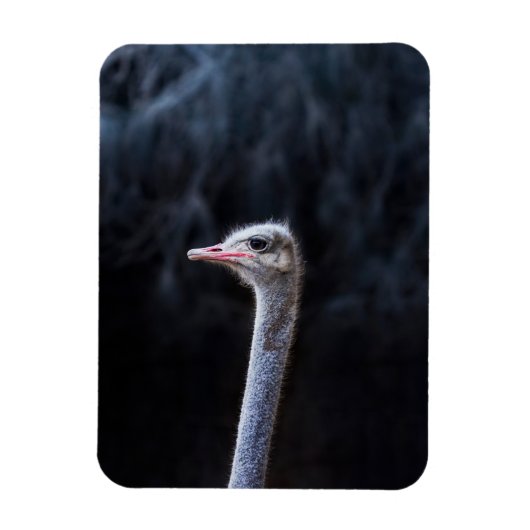 Struisvogel portret magneet (Verticaal)
