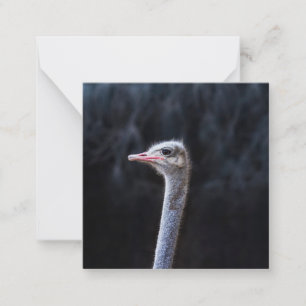struisvogel portret notitiekaartje