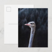 Struisvogel portret uitnodiging briefkaart (Voorkant / Achterkant)
