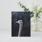 Struisvogel portret uitnodiging briefkaart (Staand voorkant)