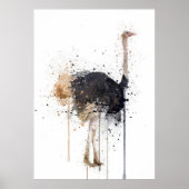 Struisvogel Poster (Voorkant)
