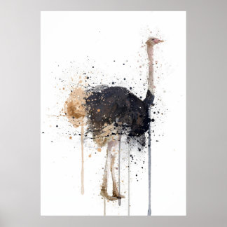 Struisvogel Poster