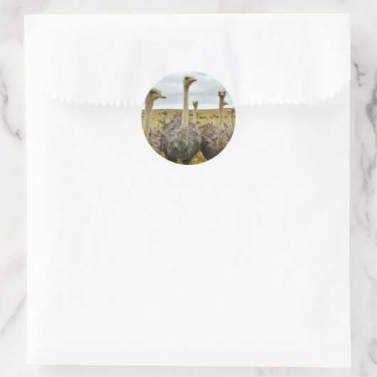 struisvogel ronde sticker (Tas)