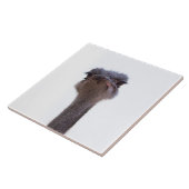 struisvogel tegeltje (Zijkant)
