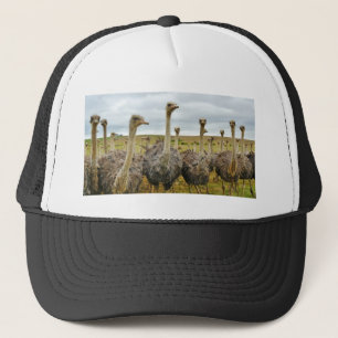 struisvogel trucker pet