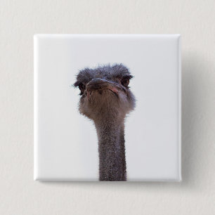 struisvogel vierkante button 5,1 cm