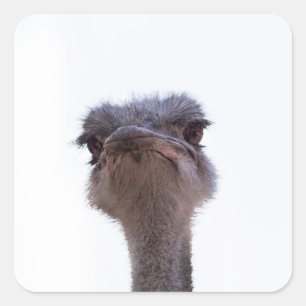 struisvogel vierkante sticker