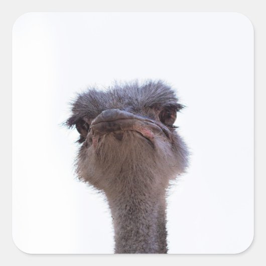 struisvogel vierkante sticker (Voorkant)